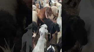 Goats Meeting Shorts Video 