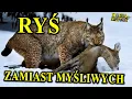 Download Lagu Rysie i Wilki Zastąpią Myśliwych w Polsce? - Powracają na Właściwe im Miejsce!