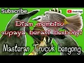 Download Lagu Masteran dan terapi Trucuk Matung diam membisu || Trucuk bersahut-sahutan....