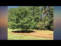 USA Pine Straw - Pine Needle Mulch