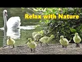 Download Lagu Dog TV Videos at The Beautiful Spring Lake ~ Relaxing TV for Dogs