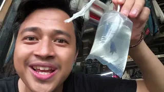 Kedatangan Cupang Bagus! Yok kita pajang!