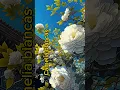 Download Lagu Camelia Blanca