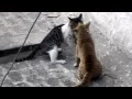 Real Cat fight 2
