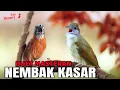 Download Lagu 🔴KAPAS TEMBAK GACOR VS TEPUS KEPALA ABU GACOR DUET MASTERAN BURUNG JUARA