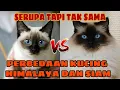 Download Lagu HARUS TAHU Perbedaan Kucing Siam Dan Himalaya