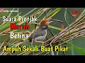 Download Lagu suara prenjak merah betina memanggil jantan || hobby dan rejeki