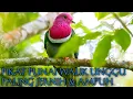 Download Lagu SUARA PIKAT PUNAI WALIK UNGGU // PUNAI PINK