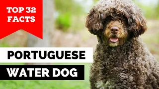 Download 99% of Portuguese Water Dog Owners Don't Know This MP3