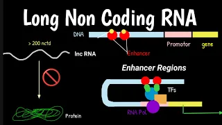 Long Non Coding RNA LncRNAs Gene Silencing Roles Functions of lNC RNA H19 HOTAIR XIST