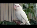 Download Lagu Suara burung parkit gacor masteran. Cocok buat pancingan biar cepat bunyi