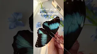 فراشة المورفو الزرقاء Morpho Butterflies Buterfly فراشة فراشات طبيعة 