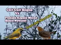 Download Lagu Suara Cuit Cuit Sogon Vs Prenjak Kepala Merah Asli Alam