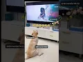 Download Lagu Bhago goli lag jye gi 😜😜😜🐶🐶🐶🐶🐶 #funny #funnyanimals #comedy #funnypets #doglover