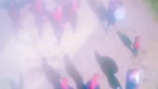 مراد شريف نعنع 