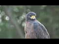 Download Lagu Birding Suriname 2017 part One