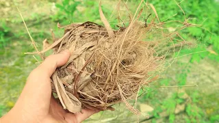3 Khám Phá Thú Vị Làm Bạn Ngạc Nhiên