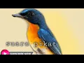 Download Lagu Suara pikat burung tledekan 100% yang di alam balas suara