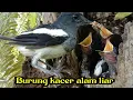 Download Lagu Burung kacer meloloh anaknya