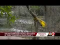 2 juveniles arrested in murders of 3 teenagers in Marion County
