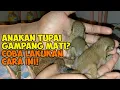 Download Lagu CARA MUDAH MELOLOH ANAKAN TUPAI