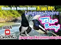 Lagu Terapi air Pancingan Suara Burung Kacer di Jamin Langsung Ngobra Gacor Teler