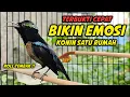 PANCINGAN KOLIBRI NINJA GACOR FULL BONGKAR ISIAN ROLL TEMBAK !! MASTERAN KONIN BAHAN FULL TEMBAKAN