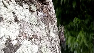 the unique loud sounds of cicadas during the day