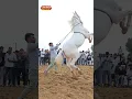 Download Lagu viral horse dance jump in air 😳😳 , viral video ghoda #ghoda #horse #horsedance