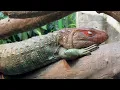 New at the Bronx Zoo
