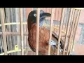 Download Lagu suara burung tepus kepala kelabu bahan rawatan 3 bulan lumayan gacor....