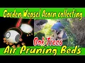 Easy way to Collect and grow Oak Trees from acorns Garden Weasel and air pruning
