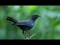 Download Lagu masteran gacor utk pikat burung ciung batu liar park 4 suara pancingan || kicau suara burung