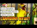Download Lagu 🔴  LIVE Pancingan Pleci Gacor Nembak MP3