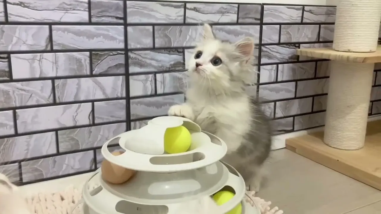 動画