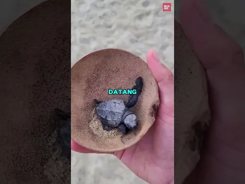 Mengapa mereka menangkap bayi penyu? 🤔🐢
