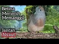 Download Lagu BETINA MEMANGGIL‼️perkutut lokal betina memanggil 100% AMPUH BUAT PIKAT DAN PANCINGAN. 