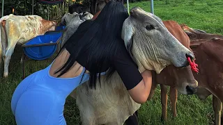Las VACAS son el adorno más bello en el RANCHITO
