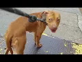 Walk - n