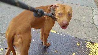 Walk - n