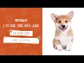 Petland - An Inside Look