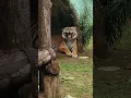 Download Lagu Auman Harimau Sumatra di Kebun Binatang Ragunan #shorts