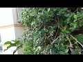 Download Lagu Big Panasonic, Daikin, Rare Aux, Rare Changhong Outdoor Unit Air conditioners