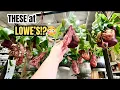 I Wasn t Expecting THESE Plants at Lowe s
