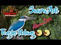 Download Lagu Suara Murni Burung Tengkek Udang🍤🍤 ll Asli Suara Liar dari alam cocok untuk pikat dan masteran