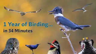 1 Year of Birding in 34 Minutes