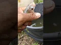 Download Lagu मेरे तालाब के मसलि | fish in my pond #minivlog  #मिनीव्लॉग