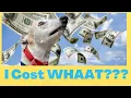 How Much Does it Cost to Adopt a Greyhound