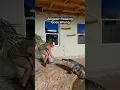 Alligator Feeding Goes Wrong