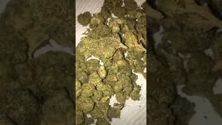 Dominican Republic marijuana weed plug un vabaro punta cana Quatily puntacanakush kushbavaro